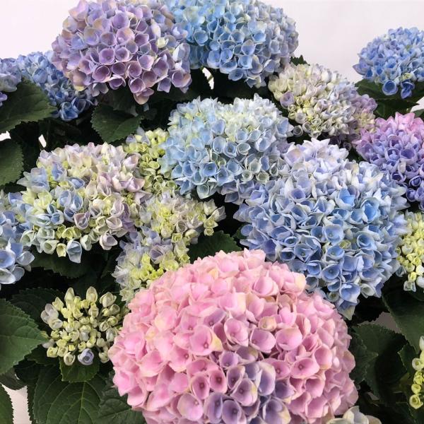 母の日 花 ギフト アジサイ マジカルレボリューション レインボー 鉢植え 5号鉢 プレゼント 21 送料無料 Buyee Buyee Japanischer Proxy Service Kaufen Sie Aus Japan