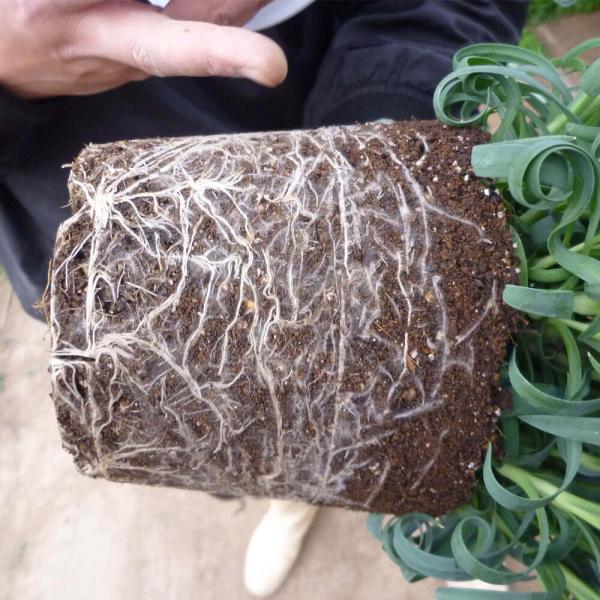 母の日 花 ギフト カーネーション グランルージュ 鉢植え 5号鉢 プレゼント 21 Buyee Buyee Japanese Proxy Service Buy From Japan Bot Online