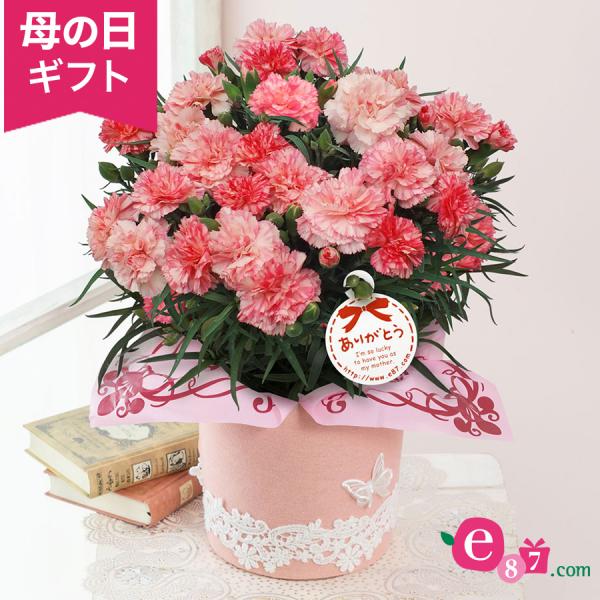 母の日 花 ギフト カーネーション アンサンブル 鉢植え 5号鉢 プレゼント 21 Buyee Buyee 일본 통신 판매 상품 옥션의 대리 입찰 대리 구매 서비스