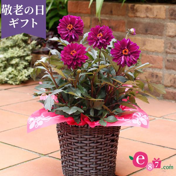 ダリア 鉢 農業資材 ガーデニング用品の通販 価格比較 価格 Com