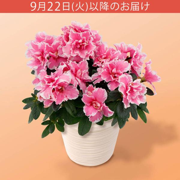 期間限定特別価格 敬老の日 鉢植え「八重咲きアザレア」 5号 花 宅配 プレゼント ギフト 秋 ピンク かわいい 花鉢 フラワー
