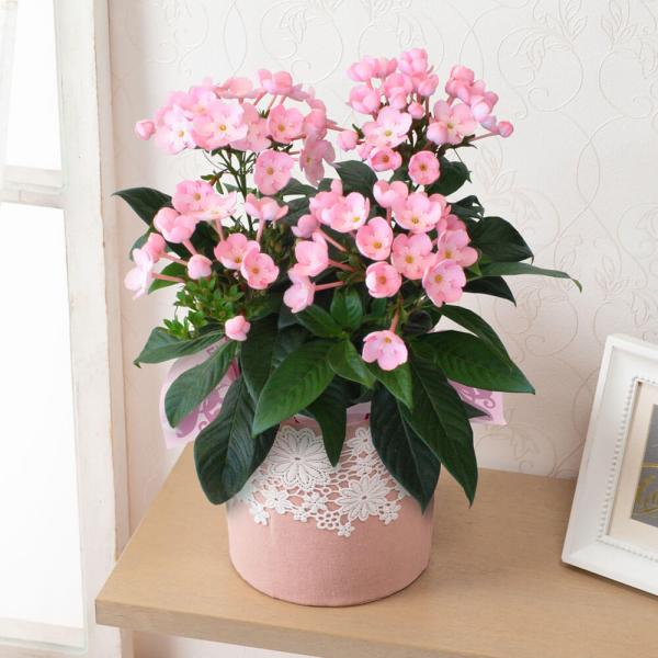 花 プレゼント 鉢植えの人気商品 通販 価格比較 価格 Com