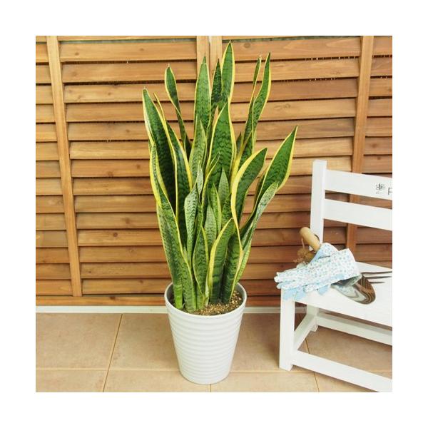観葉植物 7号 サンスベリアの人気商品・通販・価格比較 - 価格.com 観葉植物 7号 サンスベリアの人気商品・通販・価格比較 - 価格.com