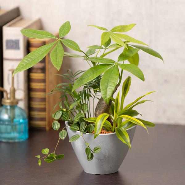 テーブル ヤシ 花 観葉植物の人気商品 通販 価格比較 価格 Com