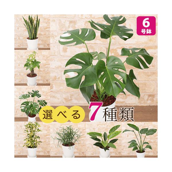 IׂϗtA 7 Xe/I[KX^/TXxA/tBfh/~NubV/VtEnbs[CG[/pL 6 CeA A