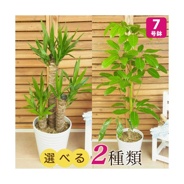 �ϗt�A�� �I�ׂ�2��� ���b�J/�V�F�t�����E�A���p�C�� 7�� �C���e���A ���A��  �M�t�g �v���[���g