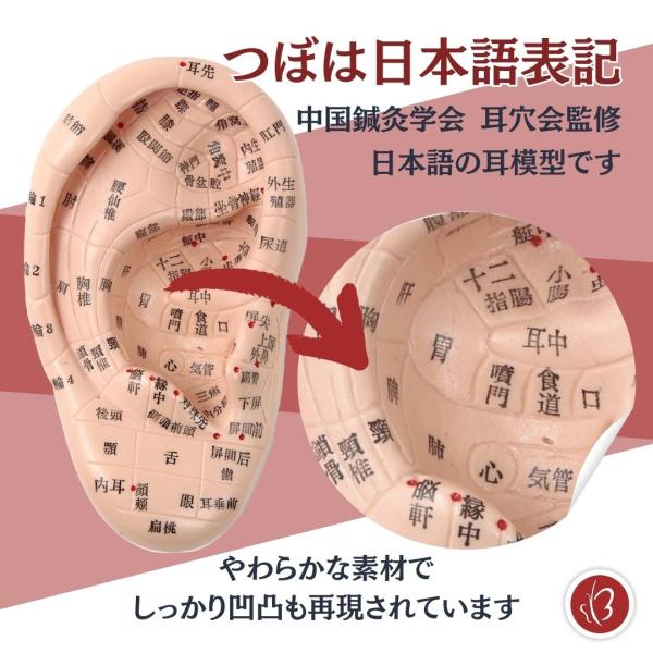 Beautear 耳つぼ模型 日本語版 17cm 日本語表記 耳模型
