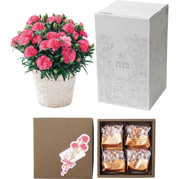 ホシファーム カーネーション鉢植え ホットハート 5号&焦がしキャラメルがしみ込んだバーム FMQ-04C 母の日 贈り物 ギフト 2026年 送料無料