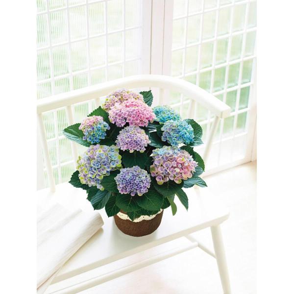 アジサイ鉢植え マジカルレボリューション レインボー 1 母の日 贈り物 ギフト 2026年 送料無料