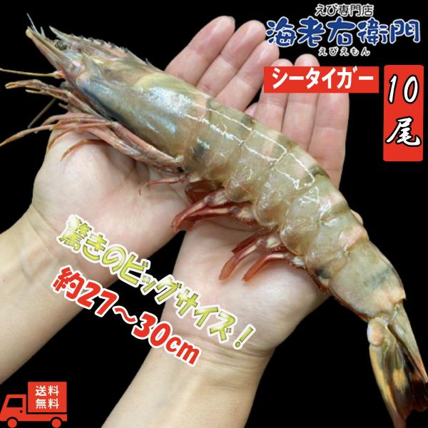 美味しい海老 美味しいエビフライ奇跡のビッグサイズ！・エビフライ・天ぷら・バーベキューに！名称：えび産地名：スリランカ内容量：1.5kg養殖・解凍：天然保存方法：-18℃以下超超特大！天然有頭シータイガーえび 1.5kg 10尾サイズ 特大...