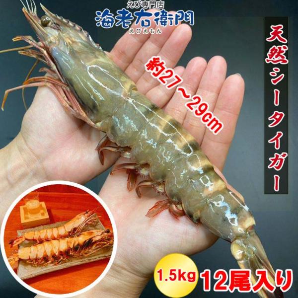 奇跡のビッグサイズ！・エビフライ・天ぷら・バーベキューに！名称：えび産地名：スリランカ内容量：1.5kg(12尾入り)養殖・解凍：天然保存方法：-18℃以下超超特大！天然有頭シータイガーえび 1.5kg 12尾サイズ 特大 ゆうとう 海老 ...