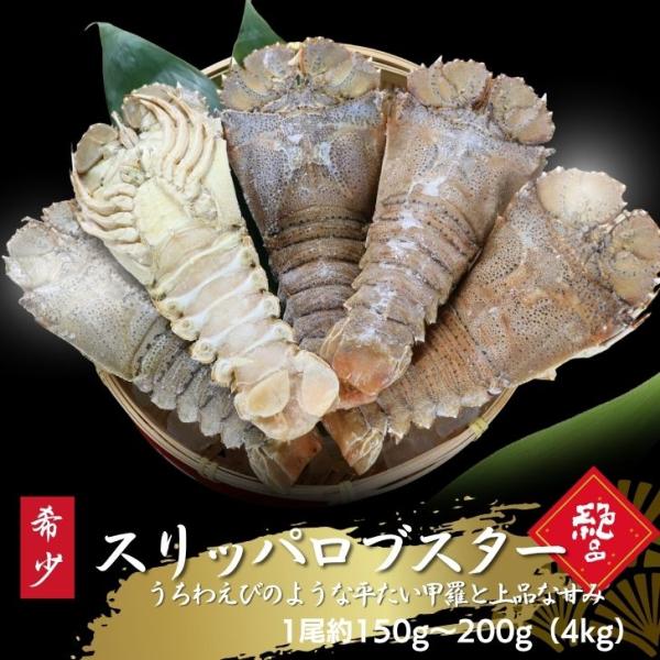 スリッパロブスター 4kg 約20〜26尾入り スリランカ産 加熱用 うちわえびのような食感と旨み 希少 海老 高級 濃厚 甘み BBQ 塩焼き 蒸し料理 業務用 大容量