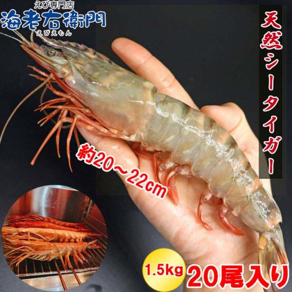 シータイガー 冷凍海老 当店直輸入 有頭 特大 冷凍エビ 超特大 天然有頭シータイガーえび 1.5kg 20尾サイズ スリランカ バーベキュー エビフライ 業務用