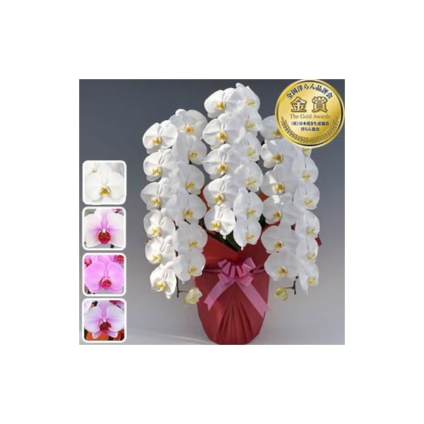 --全国洋らん品評会 金賞受賞--○送料無料エリア　北東北(青森、岩手、秋田)　南東北(宮城、山形、福島)　信越(新潟、長野)　北陸(富山、石川、福井)　関東(茨城、栃木、群馬、埼玉、千葉、東京、神奈川、山梨)　東海(岐阜、静岡、愛知、三重...