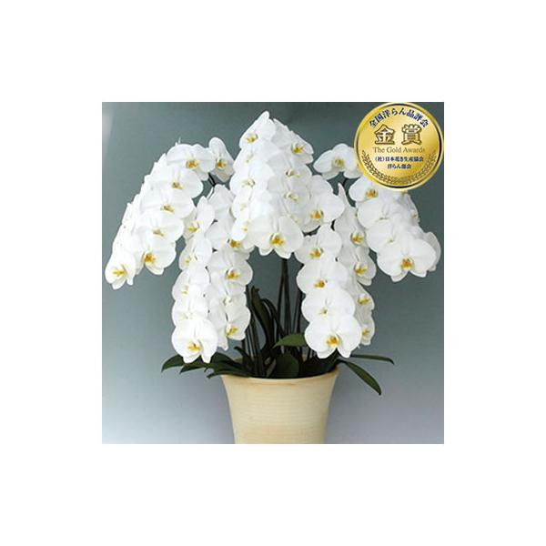 --全国洋らん品評会 金賞受賞--○送料無料エリア　関東(茨城、栃木、群馬、埼玉、千葉、東京、神奈川、山梨)○送料有料エリア　北東北(青森、岩手、秋田)・南東北(宮城、山形、福島)・信越(新潟、長野)・北陸(富山、石川、福井)・東海(岐阜、...