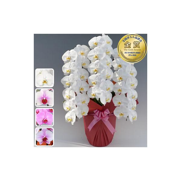 --全国洋らん品評会 金賞受賞--○送料無料エリア　北東北(青森、岩手、秋田)　南東北(宮城、山形、福島)　信越(新潟、長野)　北陸(富山、石川、福井)　関東(茨城、栃木、群馬、埼玉、千葉、東京、神奈川、山梨)　東海(岐阜、静岡、愛知、三重...