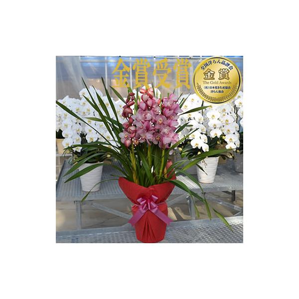 シンビジューム 生花の人気商品 通販 価格比較 価格 Com