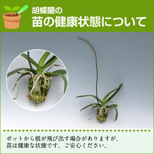 胡蝶蘭大輪花芽無しの苗4鉢セット5 000円 税別 大輪 V3 あす楽 胡蝶蘭開花株成熟株洋ランの苗胡蝶蘭栽培育て方上級者向け Ko Ya Buyee Buyee 提供一站式最全面最專業現地yahoo Japan拍賣代bid代拍代購服務