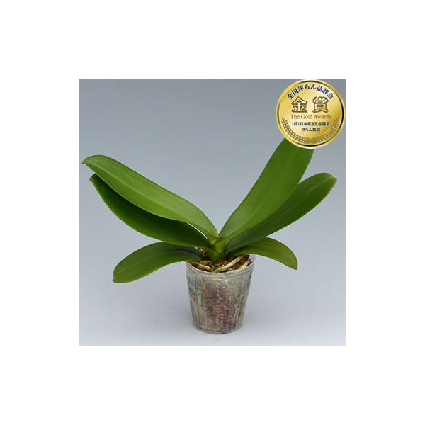 胡蝶蘭大輪花芽無しの苗5鉢セット 9,000円(税別) 大輪(V3)【胡蝶蘭 開花株 成熟株 洋ランの苗 栽培 育て方 上級者向け】【ko】【ya】【2up】