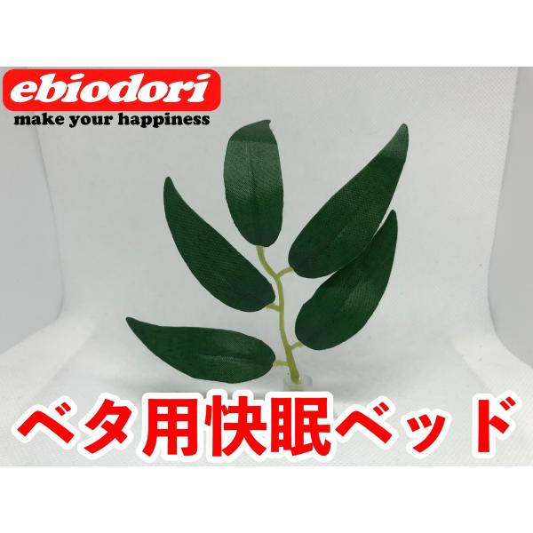 ベタの快眠ベッド 細葉グリーン 【エビオドリ】