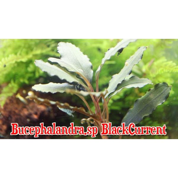 ブセファランドラsp ブラックカレント bucephalandra.sp BlackCurrent