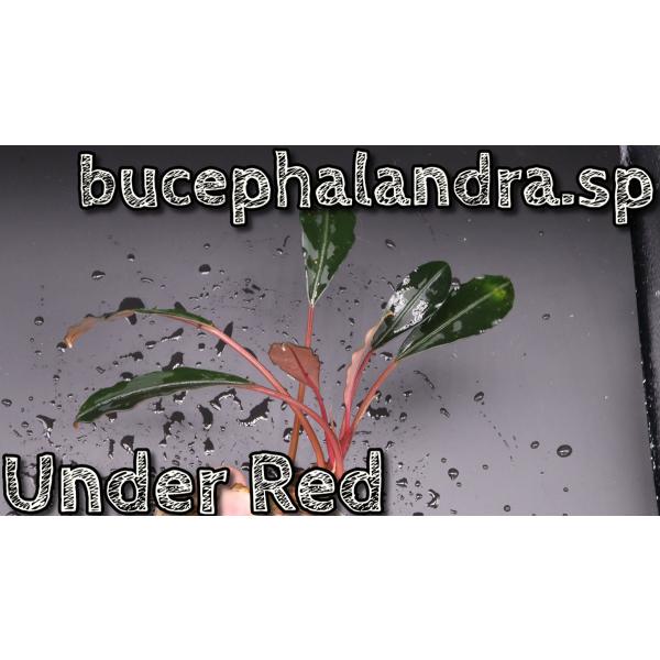 ブセファランドラsp アンダーレッド bucephalandra.sp Under Red
