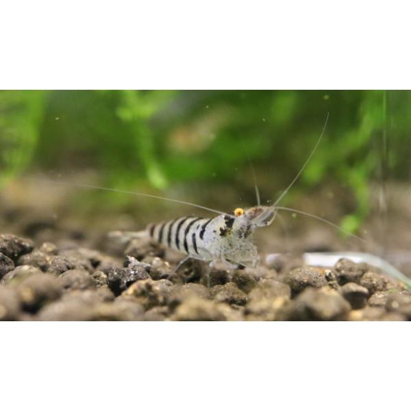 ゼブラシュリンプ　10匹セット（補償分2匹+）エビオドリ