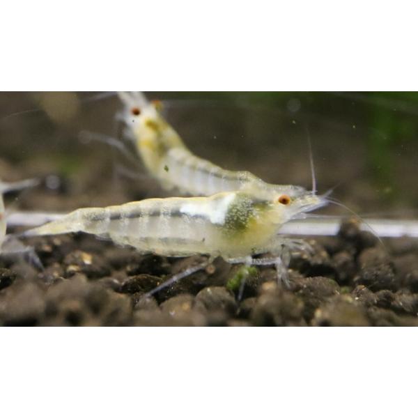 アルビノゼブラシュリンプ　10匹セット（補償分2匹+）エビオドリ