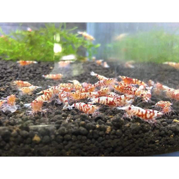 初心者向けエビオドリの花虎（ファンシータイガーシュリンプ