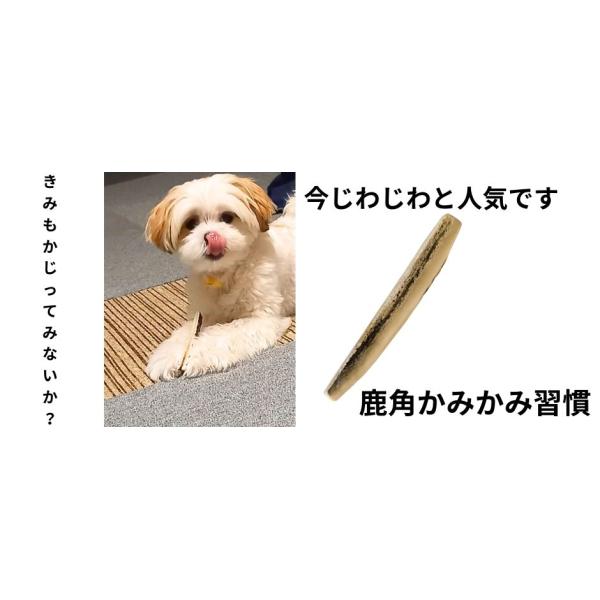 ドッグガム　鹿角かみかみ習慣 Sサイズ　1本　犬用ガム 天然鹿角 デンタルケア  小型犬　国産　無添加　ストレスケア　犬用おもちゃ　歯ぐきマッサージ