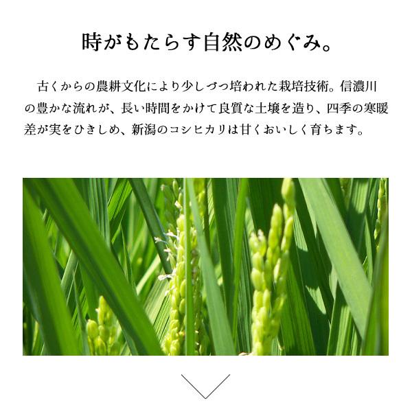 米 10kg コシヒカリ 新潟県産 お米 送料無料 いつでも送料無料 5kg 2袋 産直 白米 精米 令和２年産