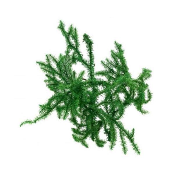 ヒカゲノカズラ　ご予約ページになります。 ヒゲノカズラ1パック : 新店琵琶湖の苔ショップとらちゃん