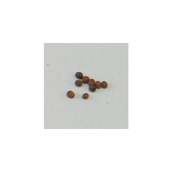 ARTEC 花の種(苗床付)　ホウセンカ 2743 1箱