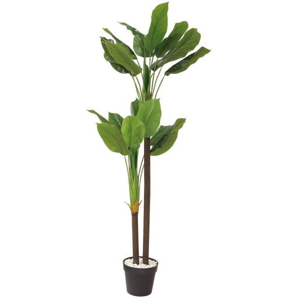 ディフェンバキア 観葉植物 観葉植物の人気商品 通販 価格比較 価格 Com