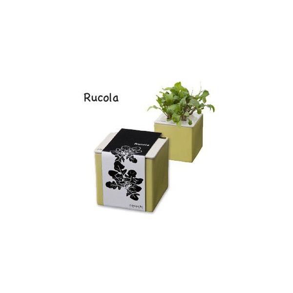 販売終了 水耕栽培キット 心知菜園 Cocochi Saien ルッコラ レモン色 Buyee Buyee Jasa Perwakilan Pembelian Barang Online Di Jepang