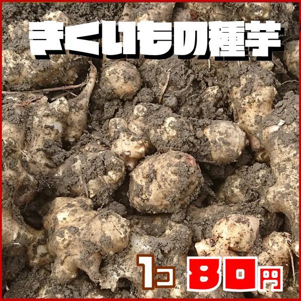 菊芋の種芋 Buyee 日本代购平台 产品购物网站大全 Buyee一站式代购bot Online