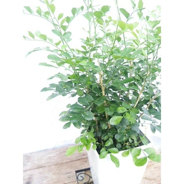 観葉植物 シルクジャスミン 6寸 プラスチック インテリア Buyee Buyee Japanese Proxy Service Buy From Japan Bot Online