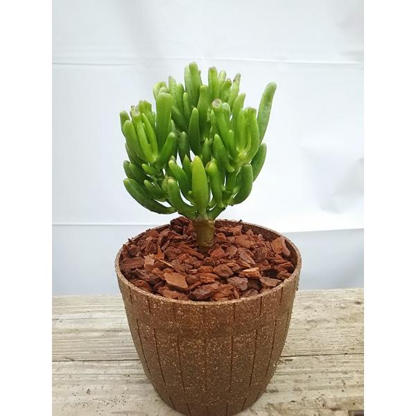観葉植物 おまけがついてくる 多肉植物 ゴーラム 宇宙の木 観葉植物 送料無料 かわいい 面白い 珍しい 卓上 インテリア プレゼント Buyee 日本代购平台 产品购物网站大全 Buyee一站式代购 Bot Online