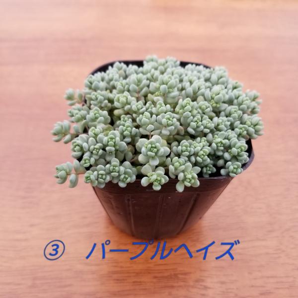 観葉植物 送料無料 お任せセダム 多肉植物 10個セット 寄せ植え エケベリア かわいい Buyee Buyee 日本の通販商品 オークションの代理入札 代理購入