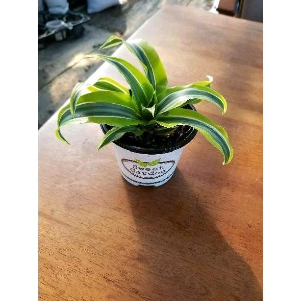 お手頃 送料無料 空気清浄 ドラセナレモンサプライズ 観葉植物 Buyee Buyee Japanese Proxy Service Buy From Japan Bot Online