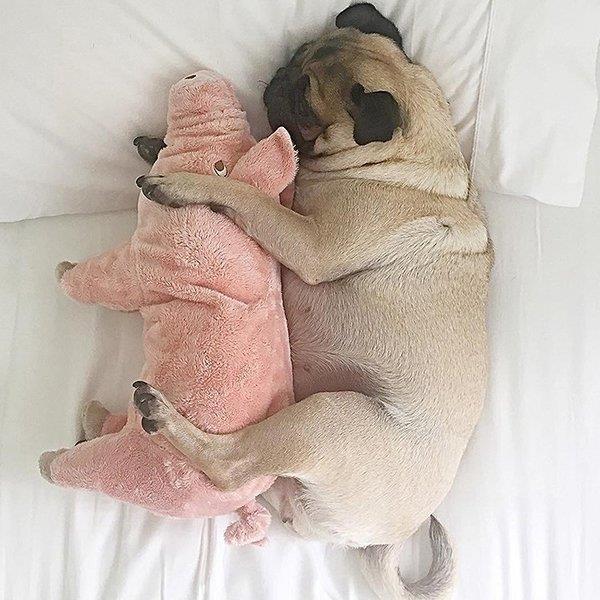 ペット 犬 おもちゃ 猫 おもちゃ ぬいぐるみ 豚 ピッグ アニマル ふかふか 抱き枕 ピンク お祝い トイ 贈り物 癒し ペットグッズ 可愛い ペット用品 Lv Cwyp2 0606u28 Ecology Plus 通販 Yahoo ショッピング