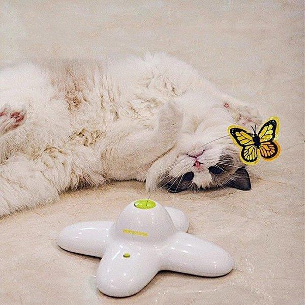 ペット 犬 おもちゃ 猫 おもちゃ ぬいぐるみ トイ 猫じゃらし 電動おもちゃ 遊び道具 蝶々 ホワイト ブルー パープル おしゃれ プレゼント ギフト Lv Cwyp2 0606u79 Ecology Plus 通販 Yahoo ショッピング