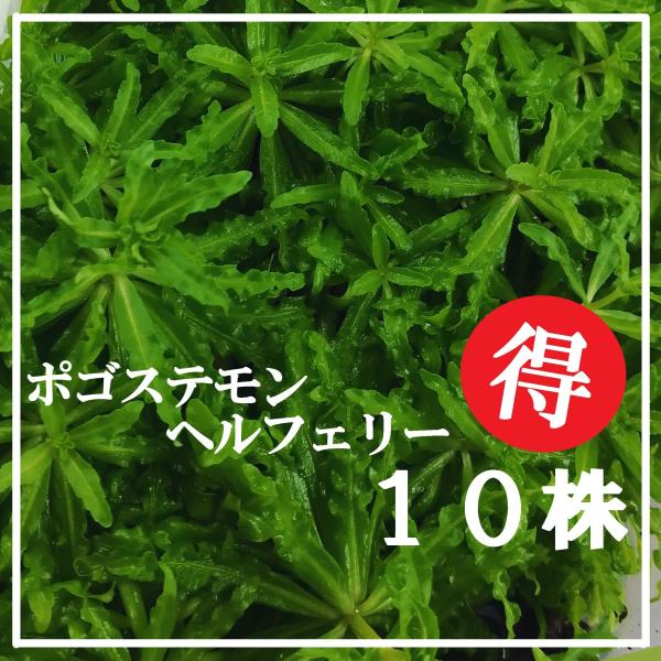 （水草）国産 ポゴステモン・ヘルフェリー　10株　（無農薬）前景草　水上葉