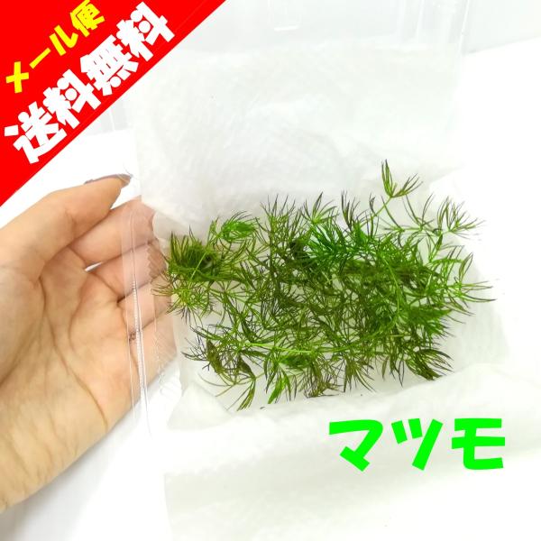 (水草）国産　マツモ（無農薬）中景草　後景草　水中葉