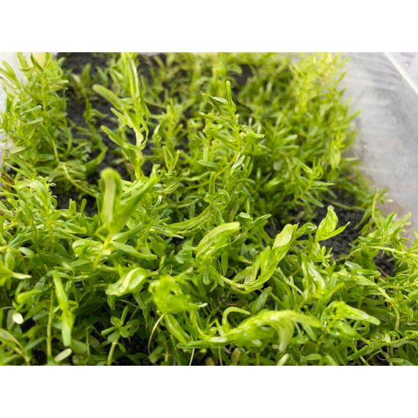 （水草）　国産　グリーンロタラ　10本（無農薬）後景草