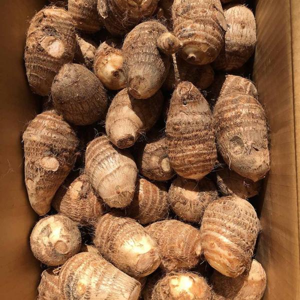 令和２年度産出荷開始 とろける 伝統の大和野菜 贈り物にも 奈良県天理市産grexの里芋 味間芋 特選３ｋｇ Buyee Buyee 提供一站式最全面最專業現地yahoo Japan拍賣代bid代拍代購服務