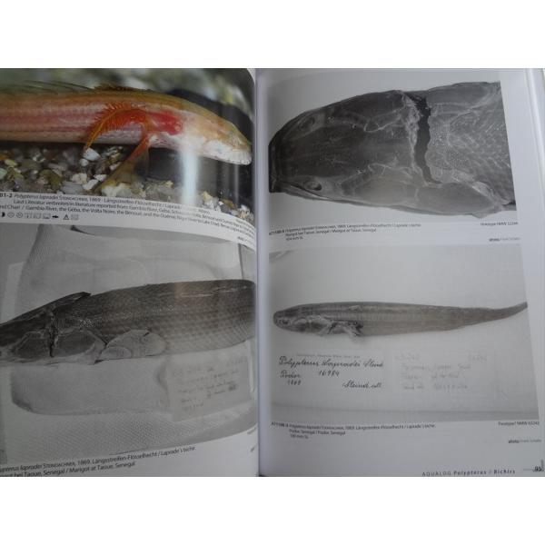 洋書 Aqualog Polypterus Flosselhechte Bichirs ポリプテルス 古代魚