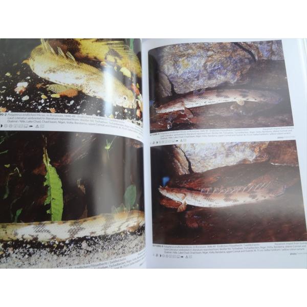 洋書 Aqualog Polypterus Flosselhechte Bichirs ポリプテルス 古代魚