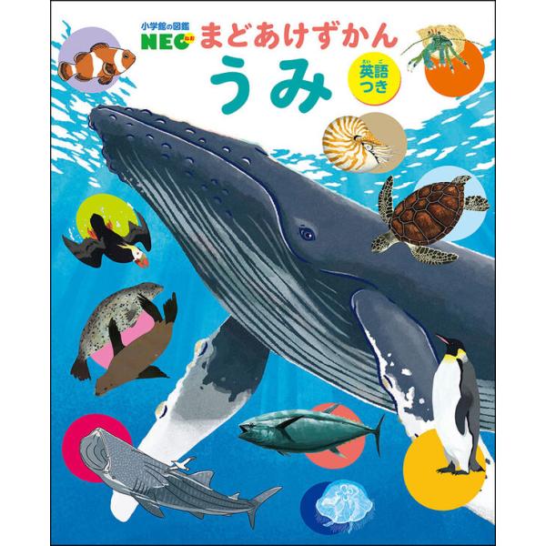『小学館の図鑑NEOまどあけずかん 13　うみ（英語つき）』きのしたちひろ　かわさきしゅんいち　森華 （小学館）