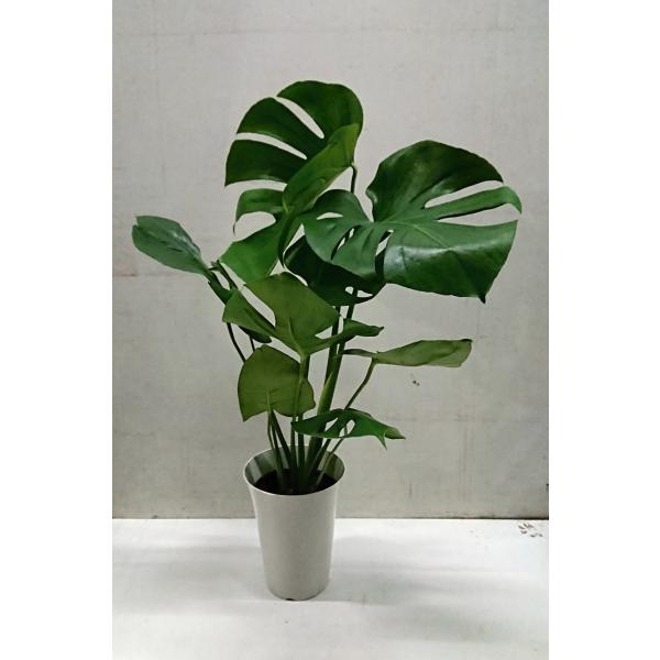 [Release date: December 8, 2025]葉に切れ込みが入り、やがて葉が切れていく魅力的な人気の観葉植物モンステラ６号鉢が税込￥1650で超特価セール中、お早めに   サイズ　ｗ：約４０ｃｍ   H:約５６ｃｍ　お待た...